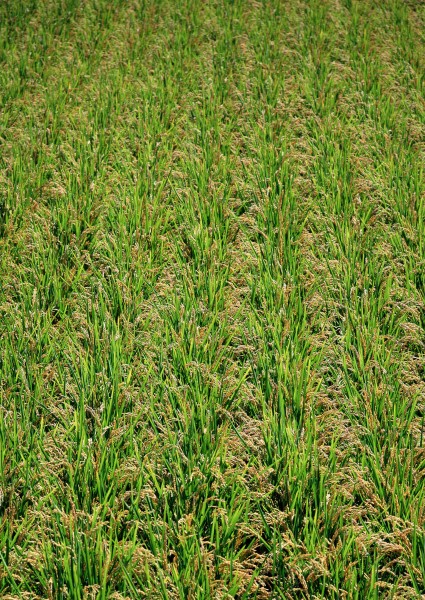 点击大图看下一张：水稻图片