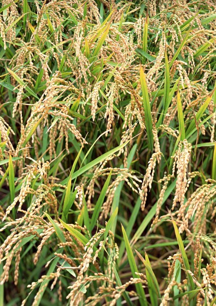 点击大图看下一张：水稻稻田图片
