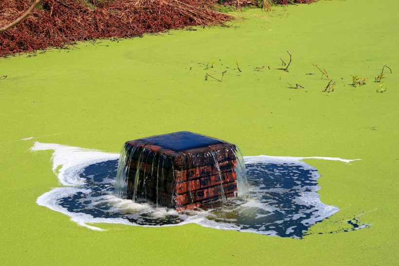 点击大图看下一张：长水藻的水面图片