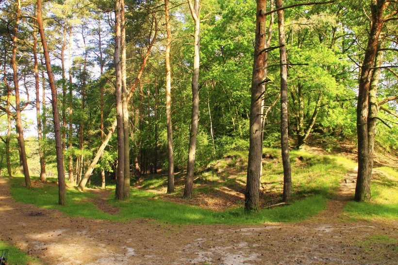 点击大图看下一张：幽静的树林风景图片