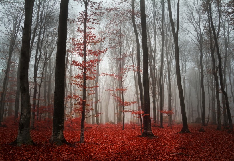 点击大图看下一张：树林迷雾景色图片