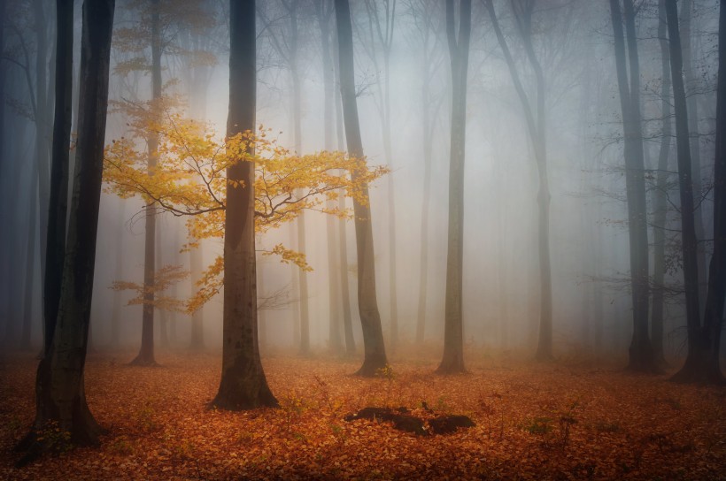 点击大图看下一张：树林迷雾景色图片