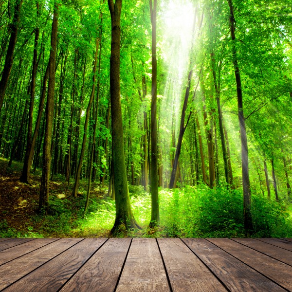 点击大图看下一张：树林木板小道景色图片