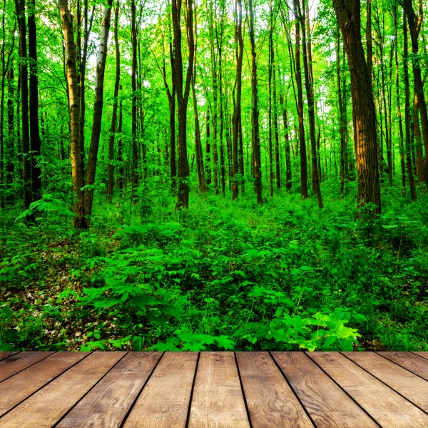 点击大图看下一张：树林木板小道景色图片