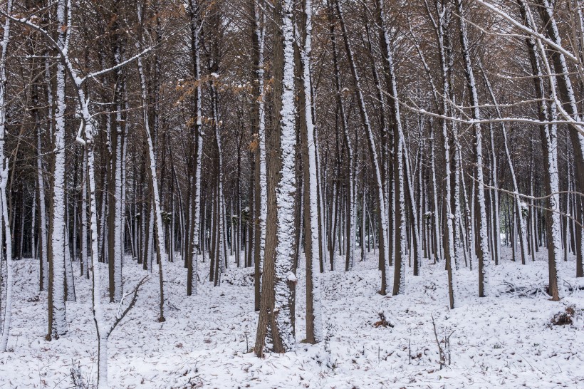 点击大图看下一张：树林里的雪景图片