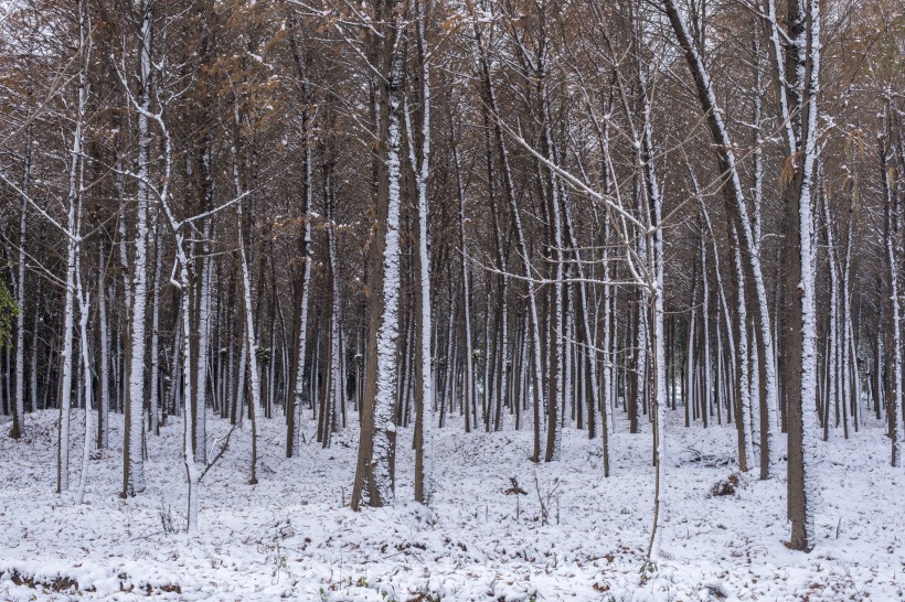 点击大图看下一张：树林里的雪景图片