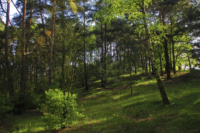 点击大图看下一张：幽静的树林风景图片