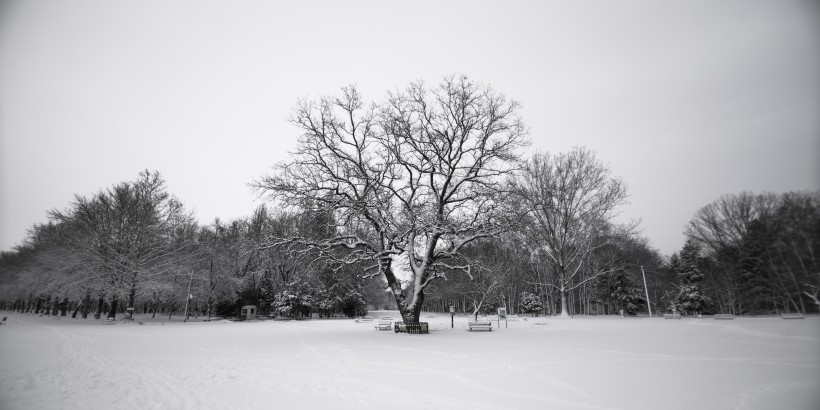 点击大图看下一张：树上的积雪图片