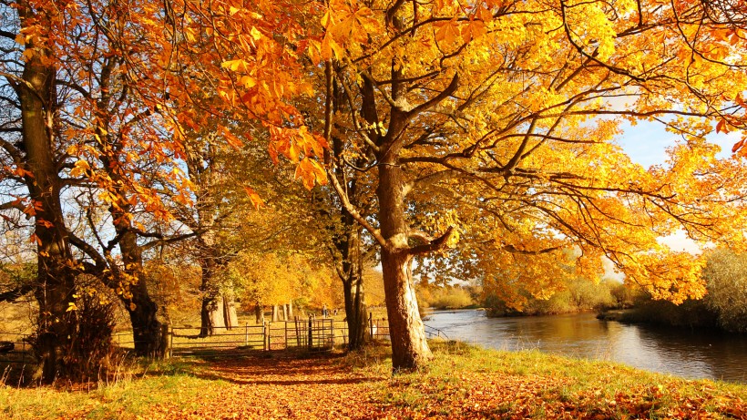 点击大图看下一张：唯美的秋叶风景图片