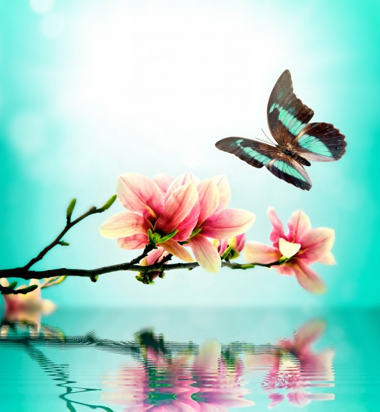 点击大图看下一张：唯美花朵与蝴蝶图片