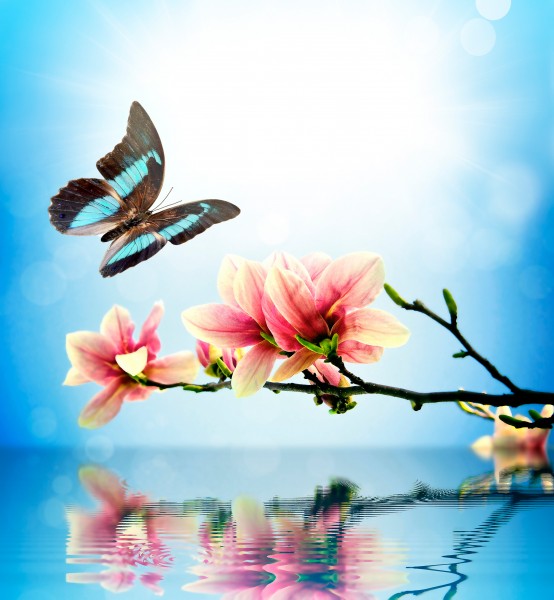 点击大图看下一张：唯美花朵与蝴蝶图片