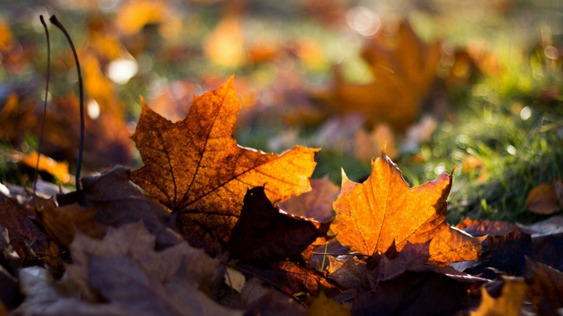 点击大图看下一张：唯美秋天落叶风景图片