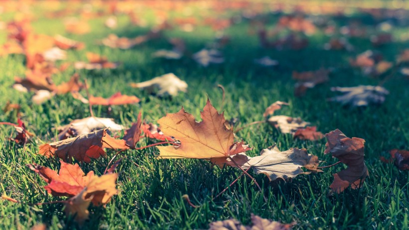 点击大图看下一张：唯美秋天落叶风景图片