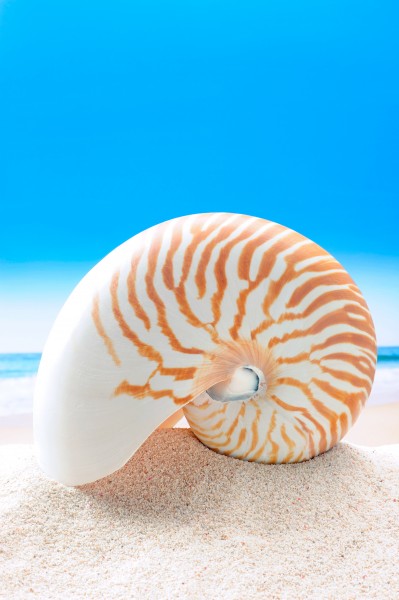 点击大图看下一张：唯美沙滩贝壳图片