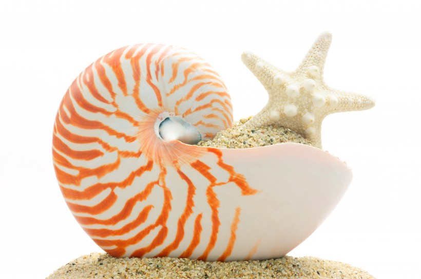 点击大图看下一张：唯美沙滩贝壳图片