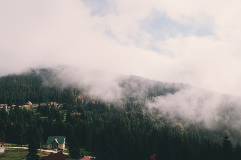 点击大图看下一张：雾气缭绕的森林图片