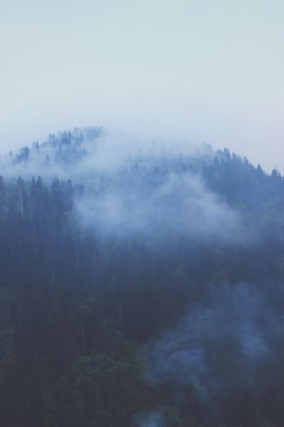 点击大图看下一张：雾天的森林图片