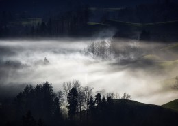 雾天的森林图片_14张