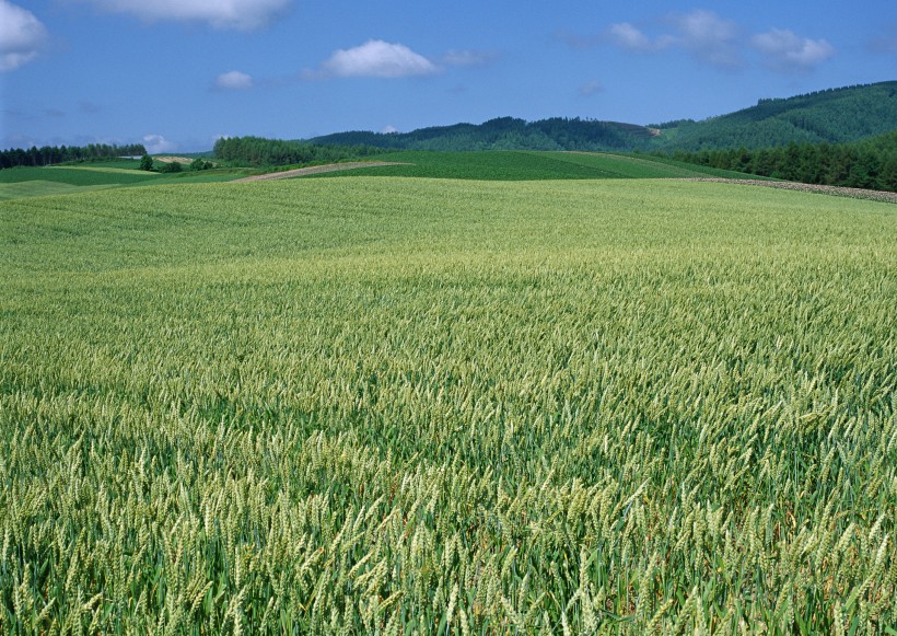 点击大图看下一张：小麦麦田图片