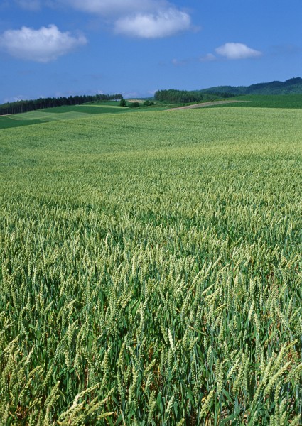 点击大图看下一张：小麦麦田图片