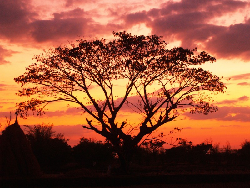 点击大图看下一张：夕阳映照下的一棵树图片