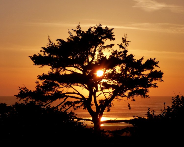点击大图看下一张：夕阳映照下的一棵树图片