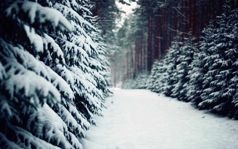 点击大图看下一张：大雪纷飞的冬季美景图片