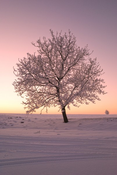 点击大图看下一张：雪地里的树图片
