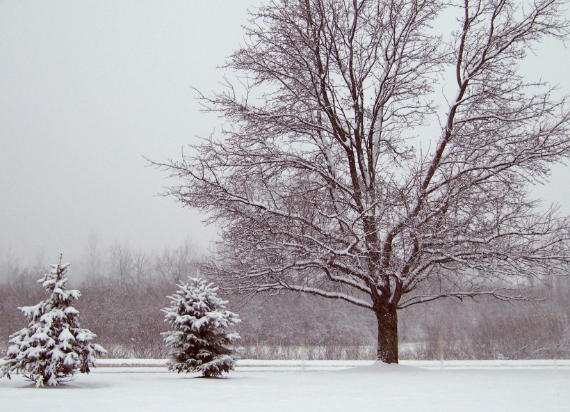 点击大图看下一张：雪地里的树图片