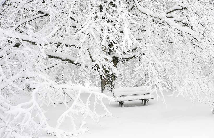 点击大图看下一张：雪地里的树图片