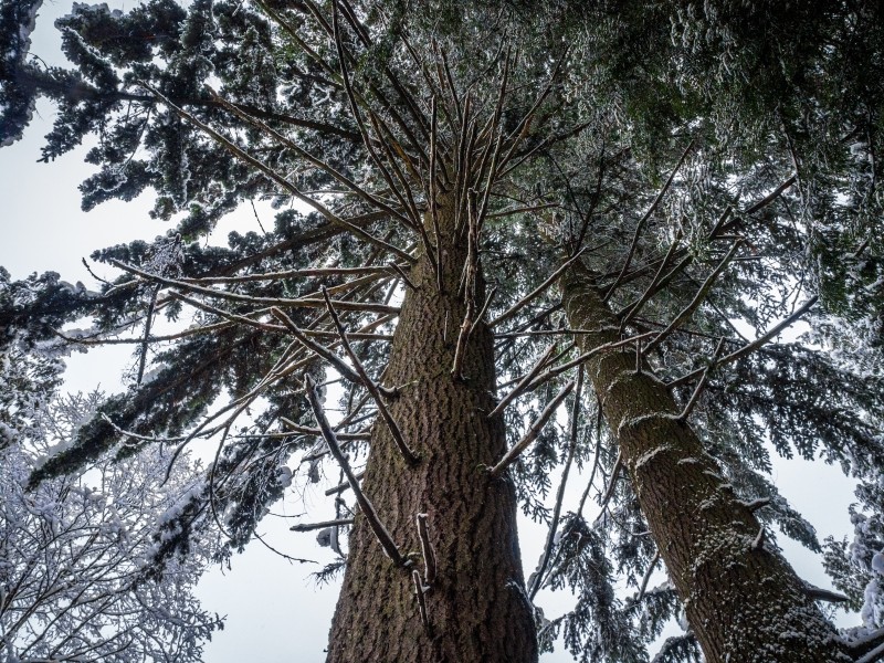 点击大图看下一张：雪中的枝桠图片