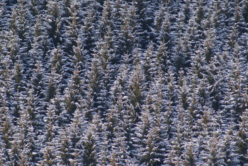 点击大图看下一张：雪中的枝桠图片