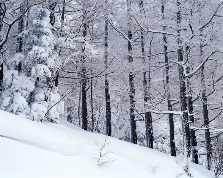 点击大图看下一张：雪中树木图片