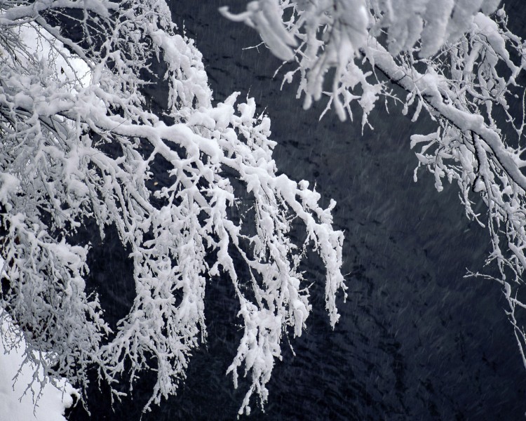 点击大图看下一张：雪中树木图片