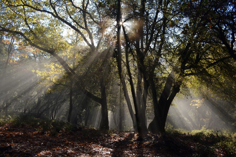 点击大图看下一张：太阳光穿过树林图片