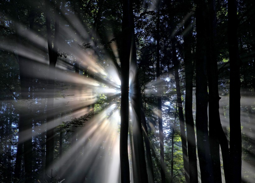 点击大图看下一张：太阳光穿过树林图片