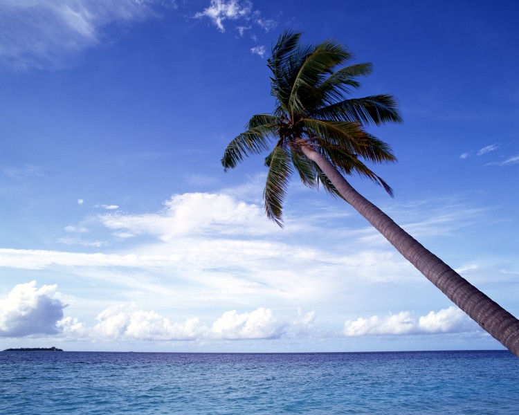 点击大图看下一张：热带椰树绝美风景图片