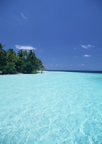 点击大图看下一张：椰树海滨风景图片