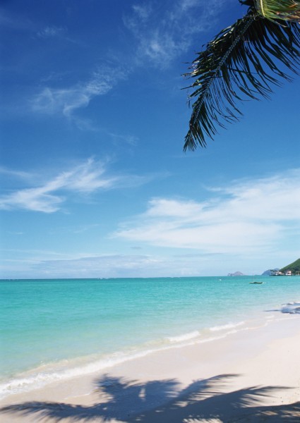 点击大图看下一张：椰树海滨风景图片