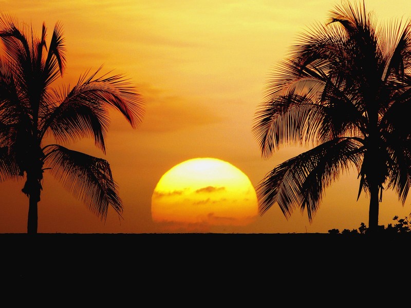 点击大图看下一张：椰树晚霞图片