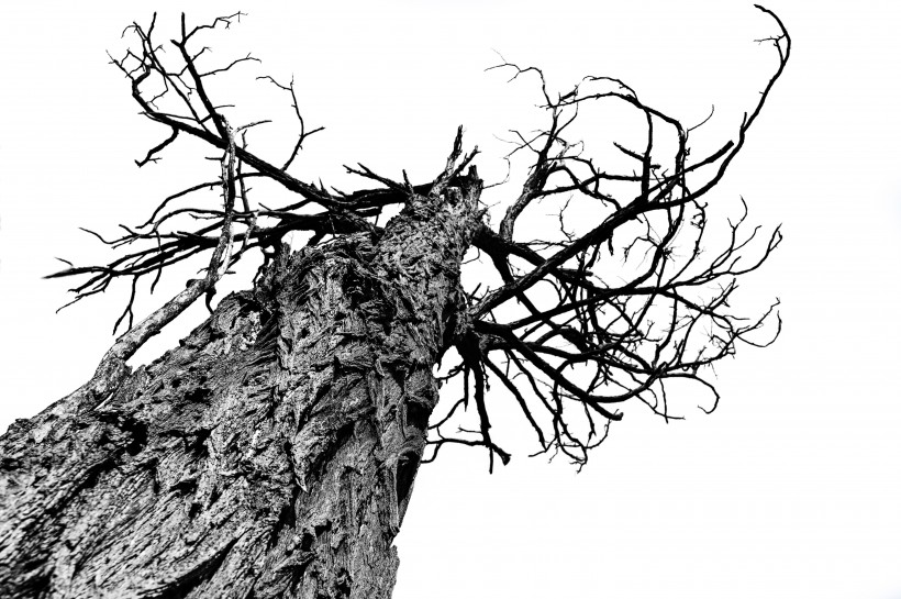点击大图看下一张：一棵干枯的树图片
