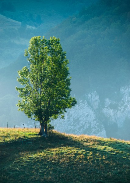 点击大图看下一张：一棵孤独生长的树图片