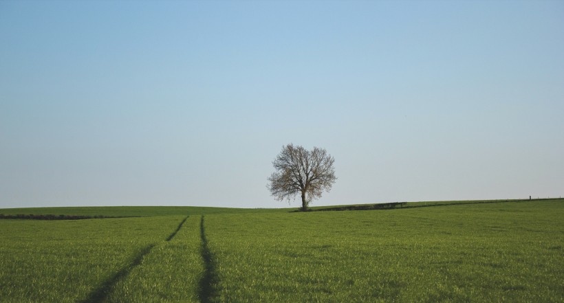 点击大图看下一张：一棵独自生长的树图片
