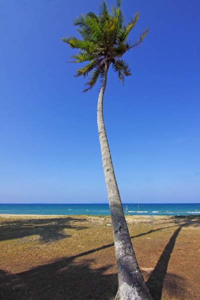 点击大图看下一张：一棵孤独的椰树图片
