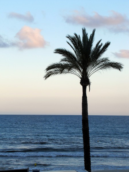 点击大图看下一张：一棵孤独的椰树图片