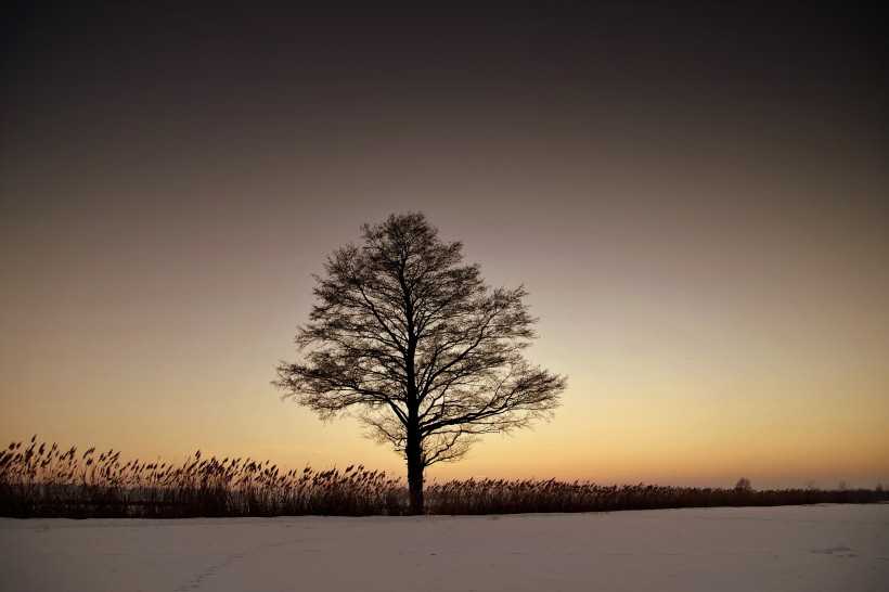 点击大图看下一张：一棵孤独的树图片