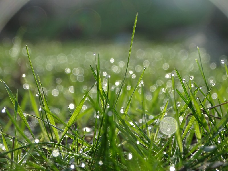 点击大图看下一张：雨后的草丛图片