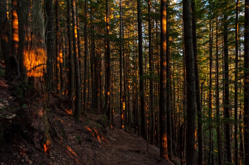 点击大图看下一张：阳光透过整齐树林的图片