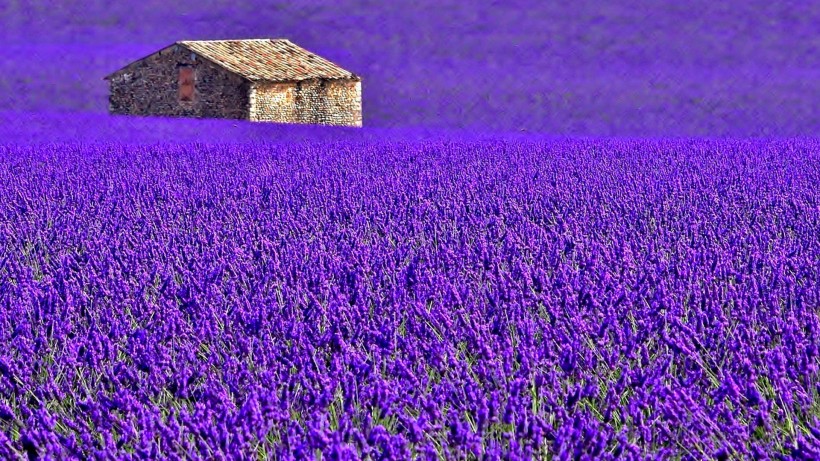 点击大图看下一张：紫色薰衣草风景图片