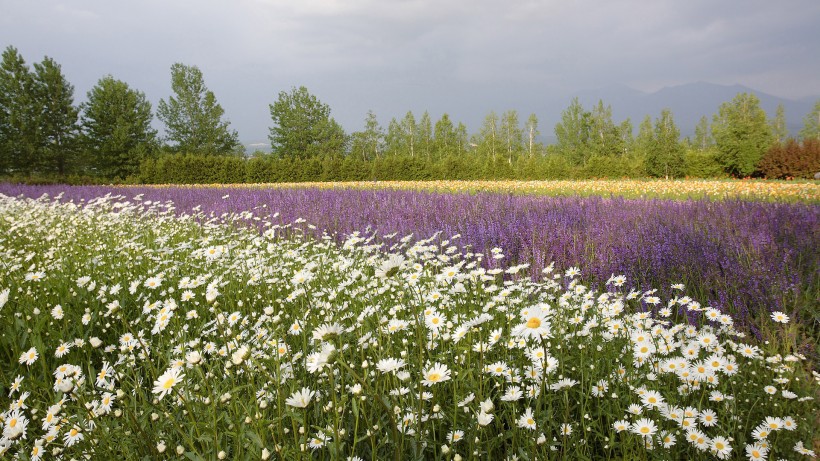 点击大图看下一张：紫色薰衣草风景图片